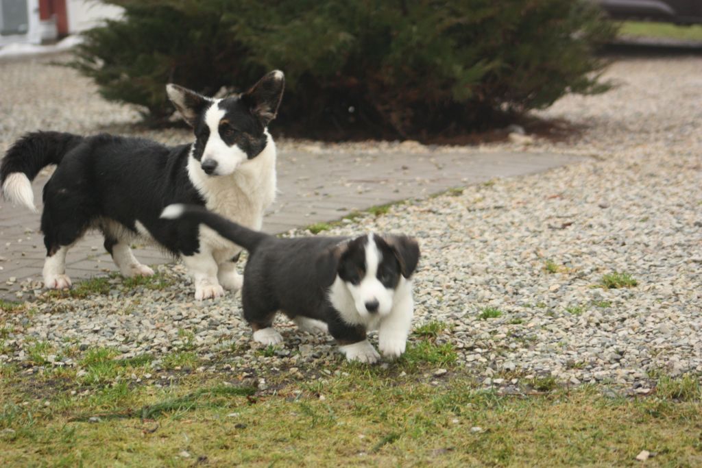 Gallery for v2-pesakond-cardigan