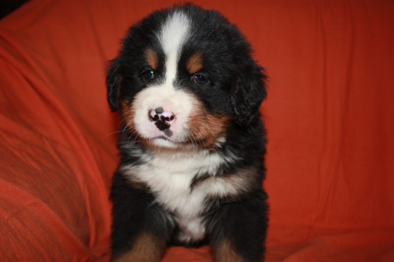 Gallery for l-litter-bernese