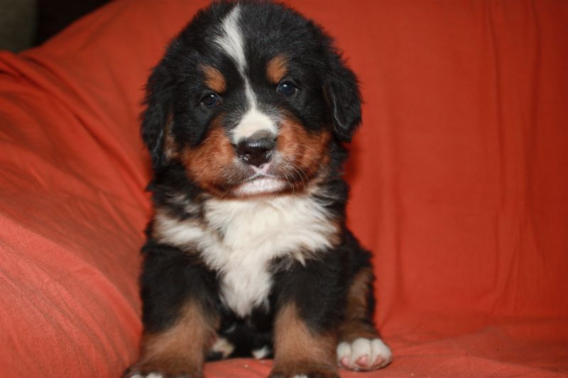 Gallery for l-litter-bernese