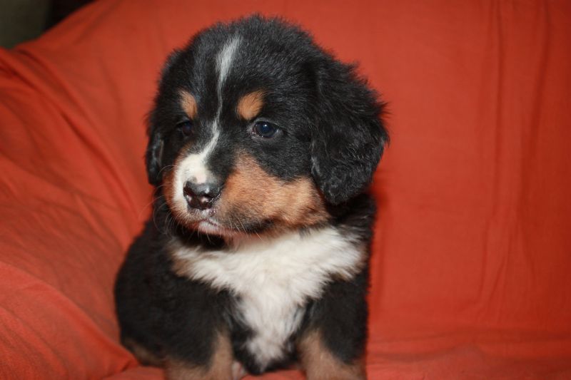 Gallery for l-litter-bernese