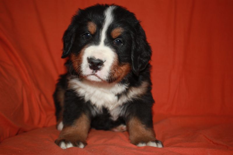Gallery for l-litter-bernese