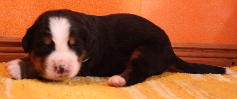 Gallery for p2-litter-bernese