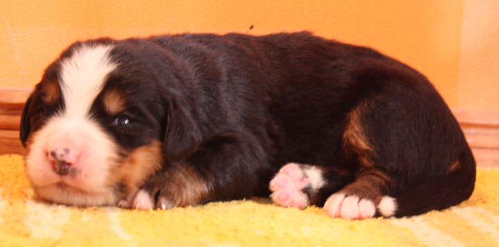 Gallery for p2-litter-bernese