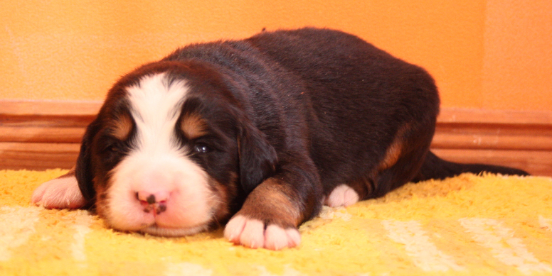Gallery for p2-litter-bernese