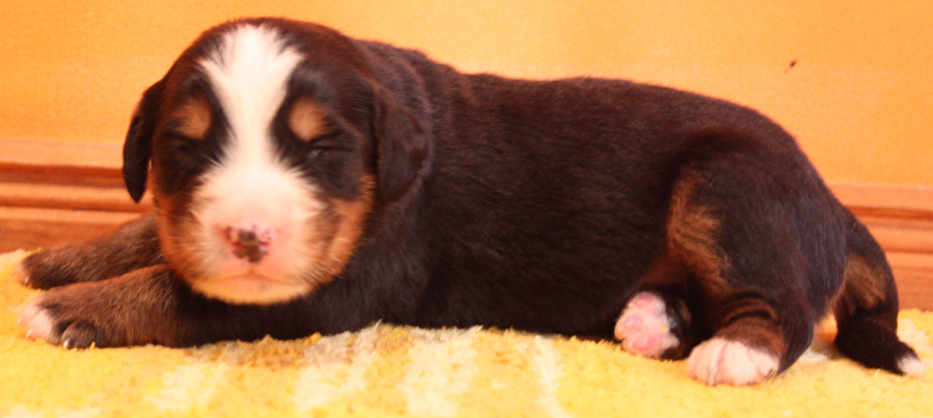Gallery for p2-litter-bernese