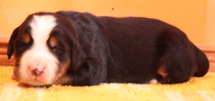 Gallery for p2-litter-bernese