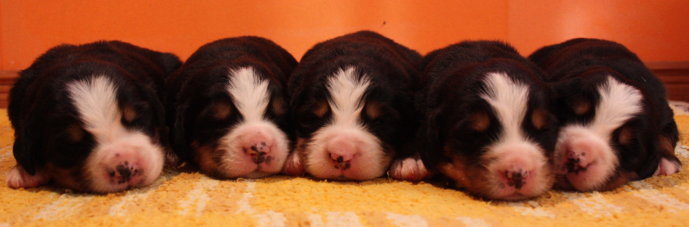 Gallery for p2-litter-bernese
