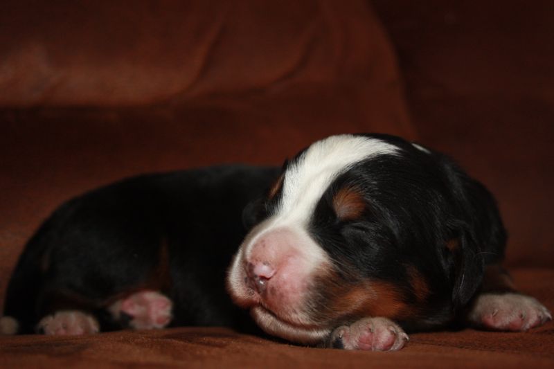 Gallery for t-litter-bernese