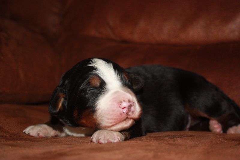 Gallery for t-litter-bernese