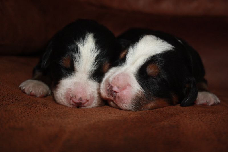 Gallery for t-litter-bernese