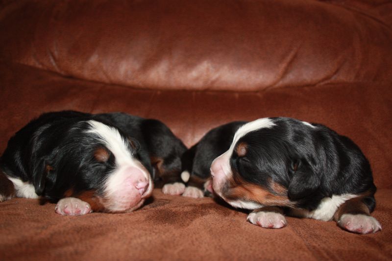 Gallery for t-litter-bernese