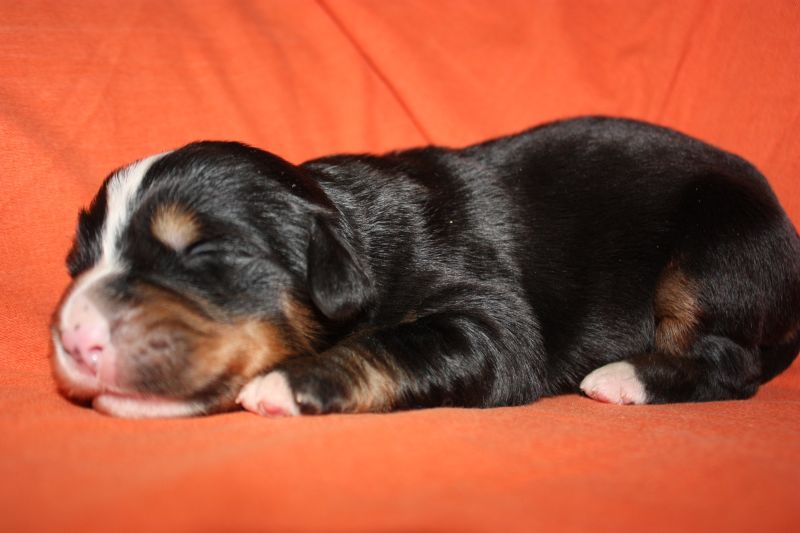 Gallery for l-litter-bernese