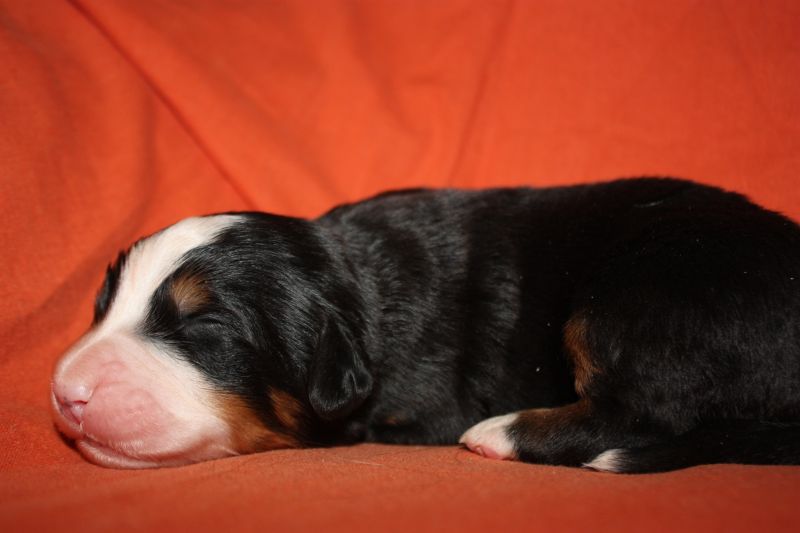Gallery for l-litter-bernese