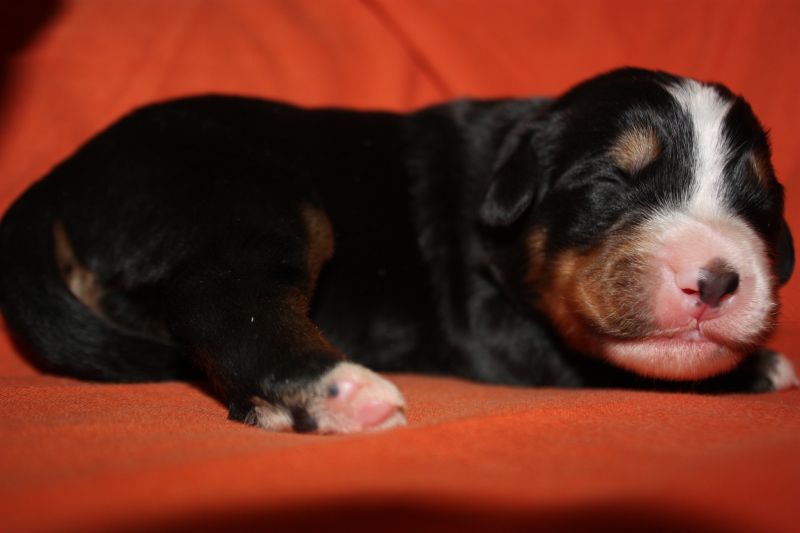 Gallery for l-litter-bernese