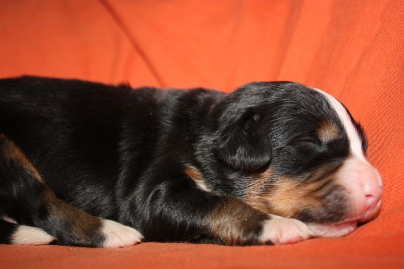 Gallery for l-litter-bernese