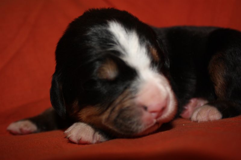 Gallery for l-litter-bernese