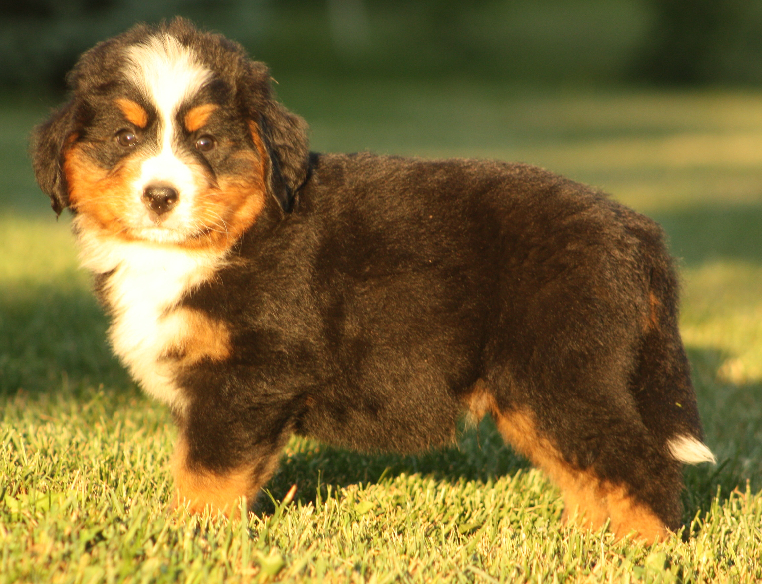 Gallery for p2-litter-bernese