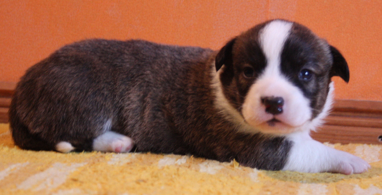 Gallery for o2-litter-cardigan