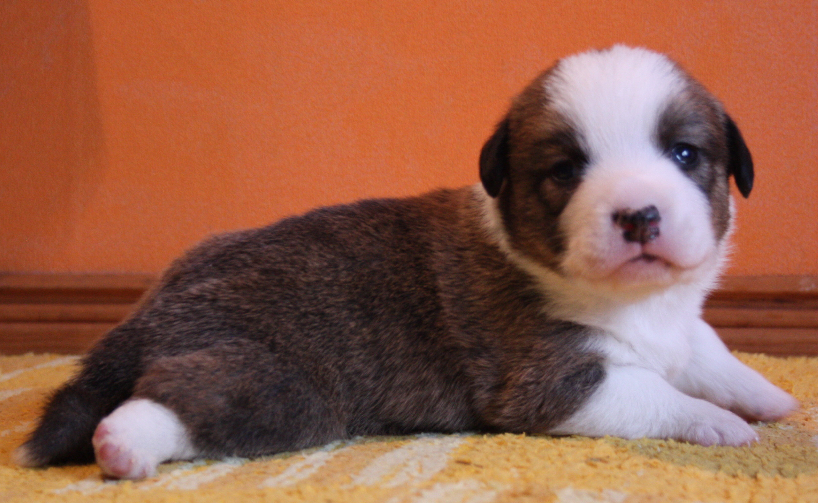 Gallery for o2-litter-cardigan