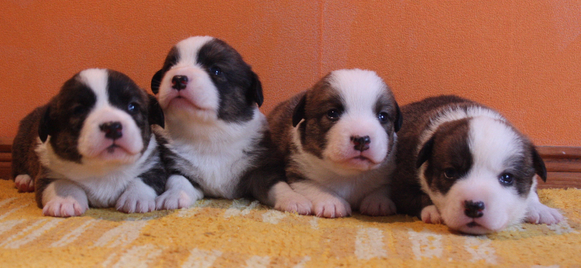 Gallery for o2-litter-cardigan