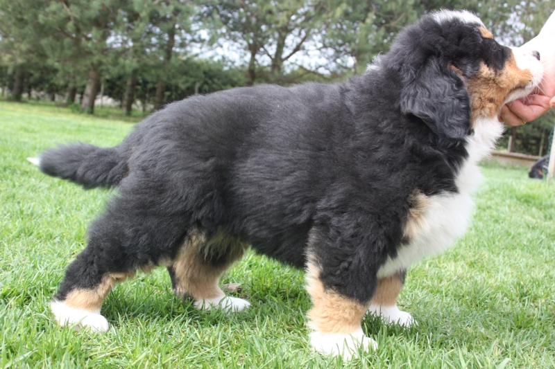 Gallery for v-litter-bernese