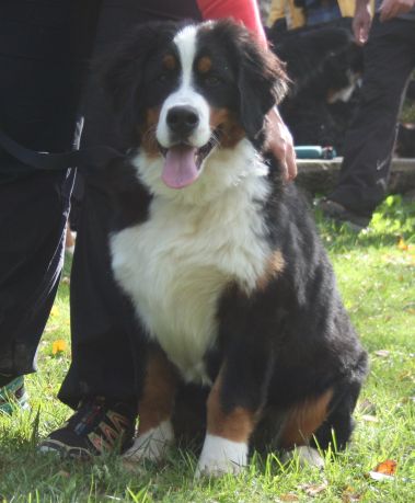 Gallery for v-litter-bernese