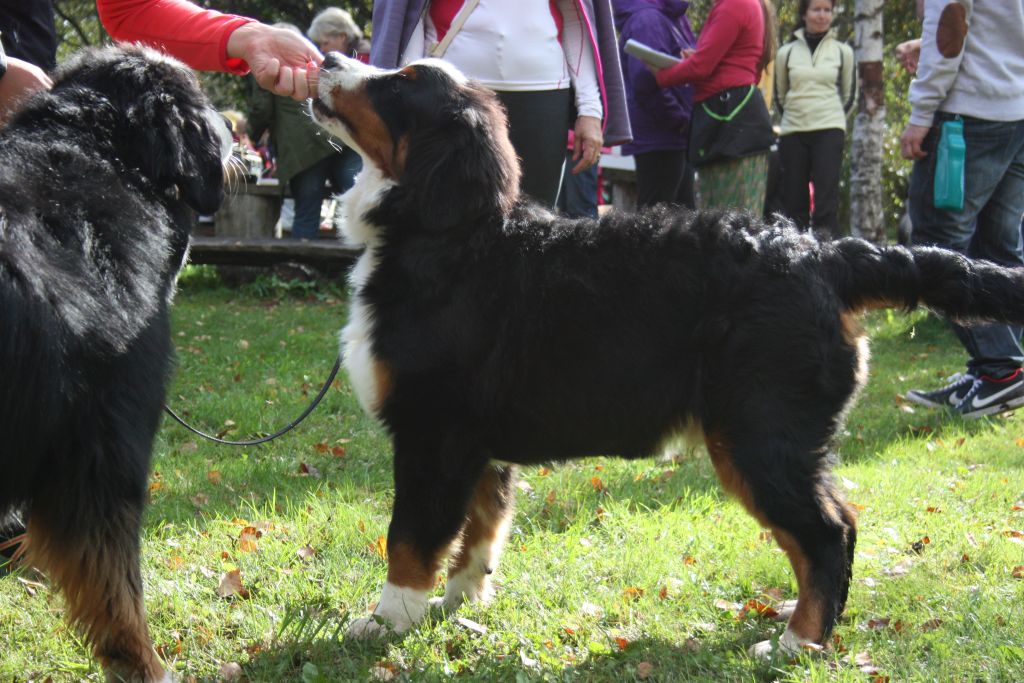 Gallery for v-litter-bernese
