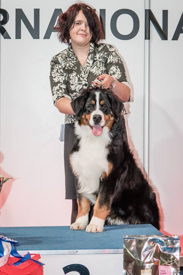 Gallery for v-litter-bernese