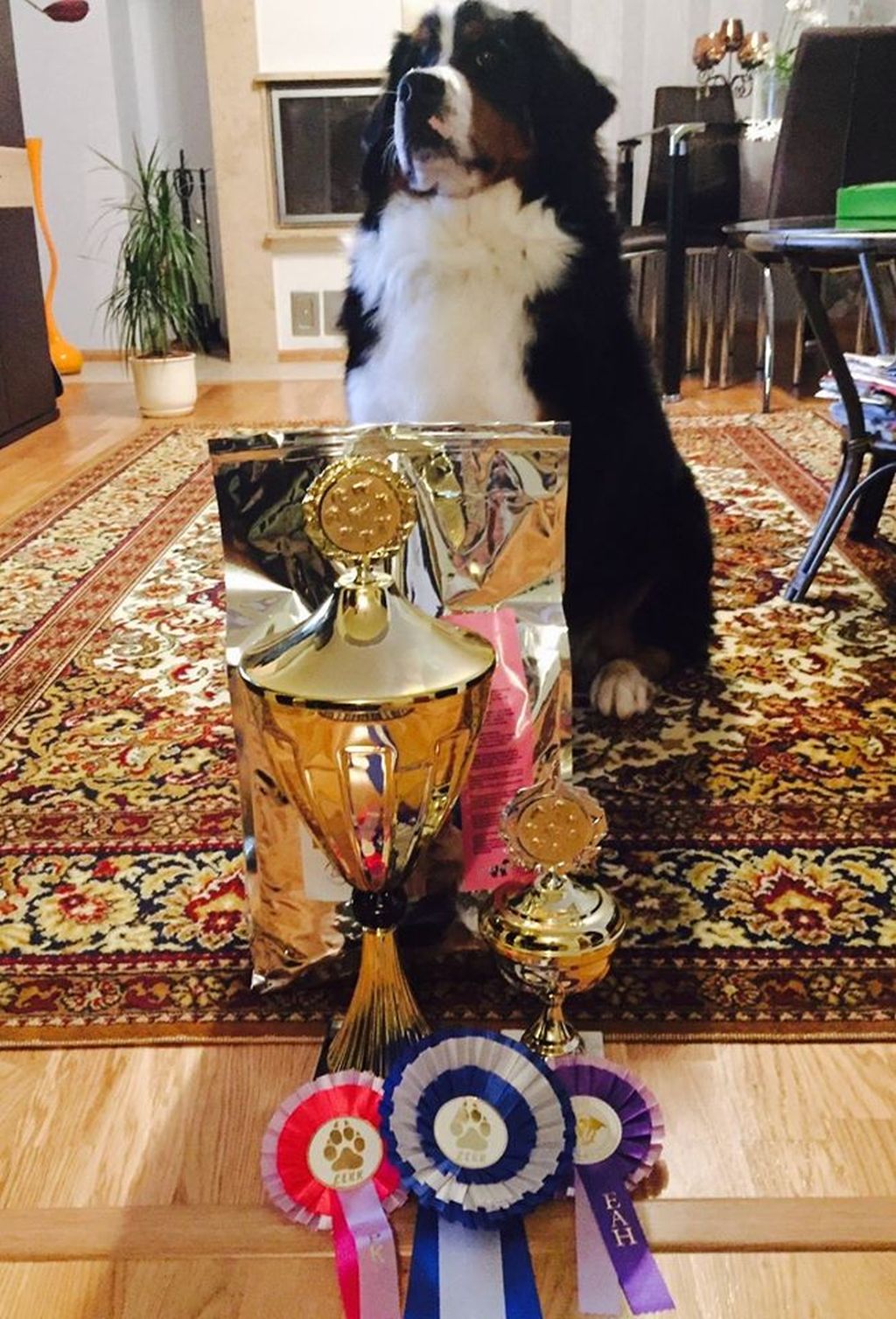 Gallery for v-litter-bernese