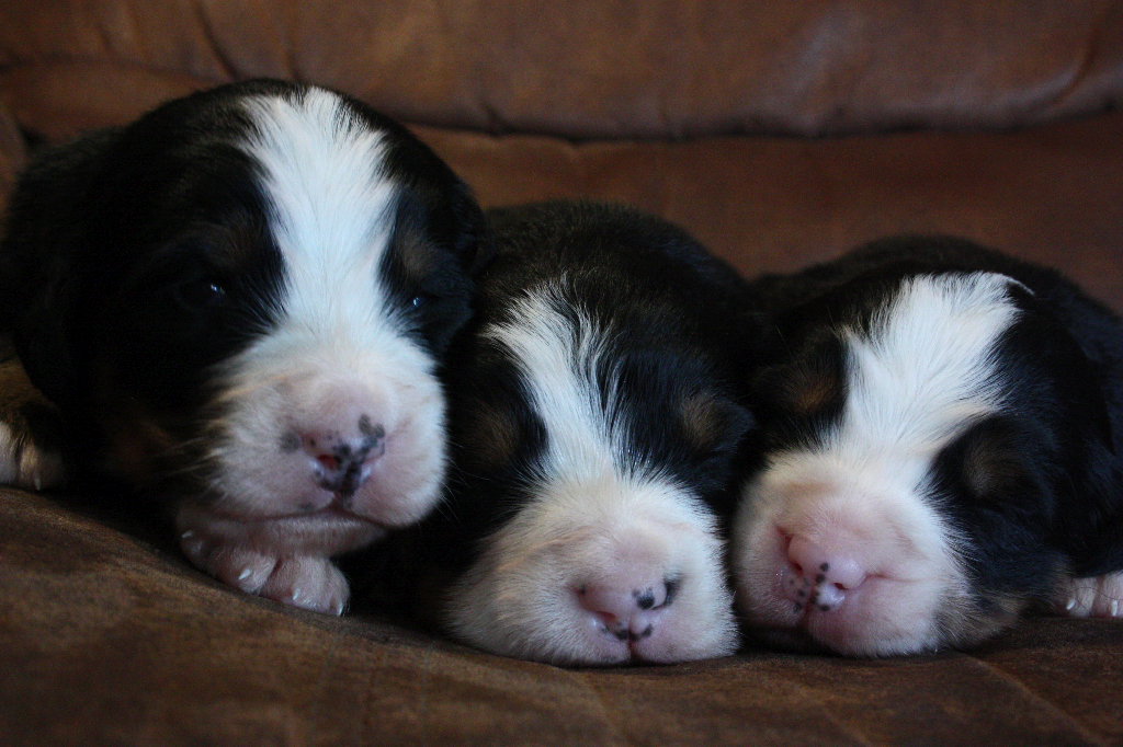 Gallery for i2-litter-bernese