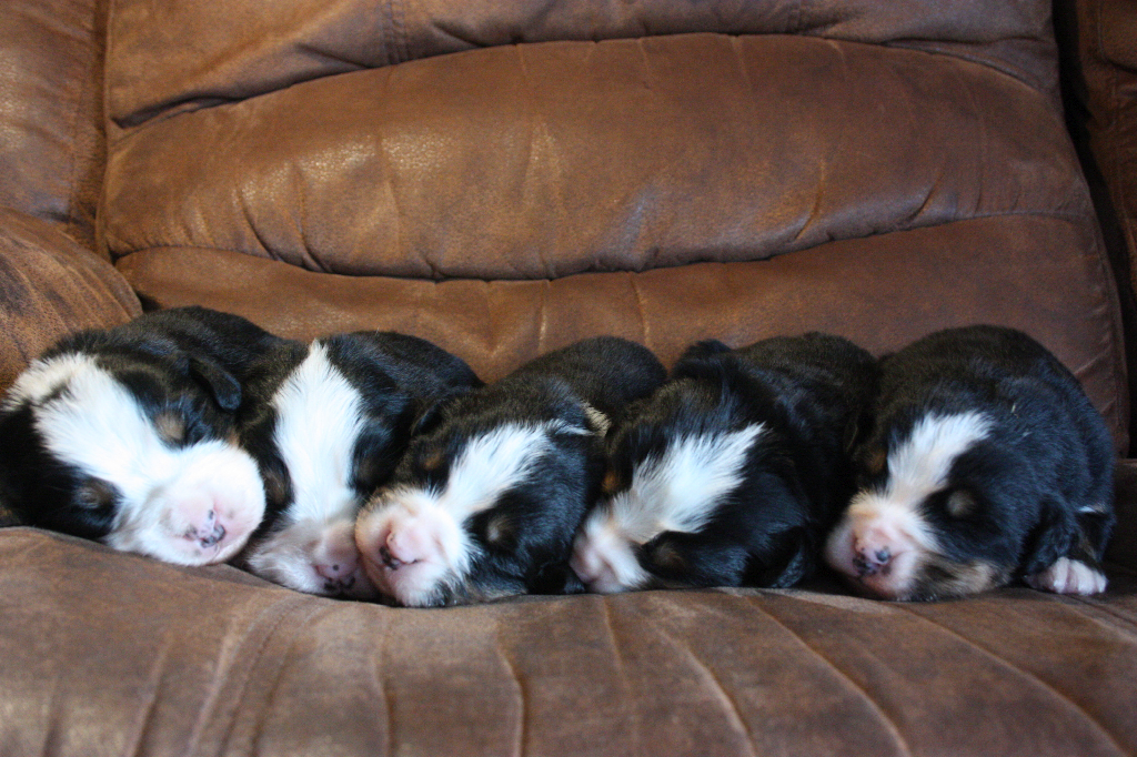 Gallery for i2-litter-bernese