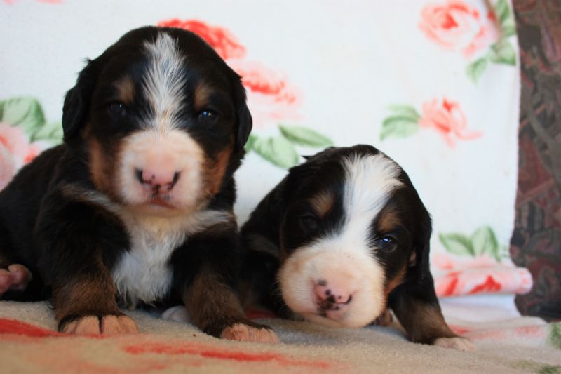 Gallery for o-litter-bernese