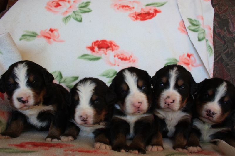 Gallery for o-litter-bernese