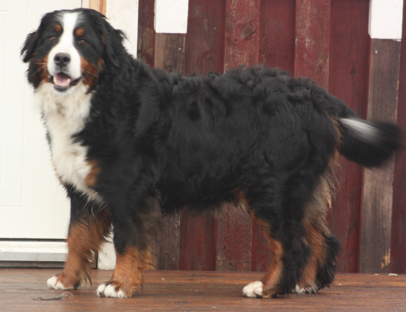Gallery for n2-litter-bernese