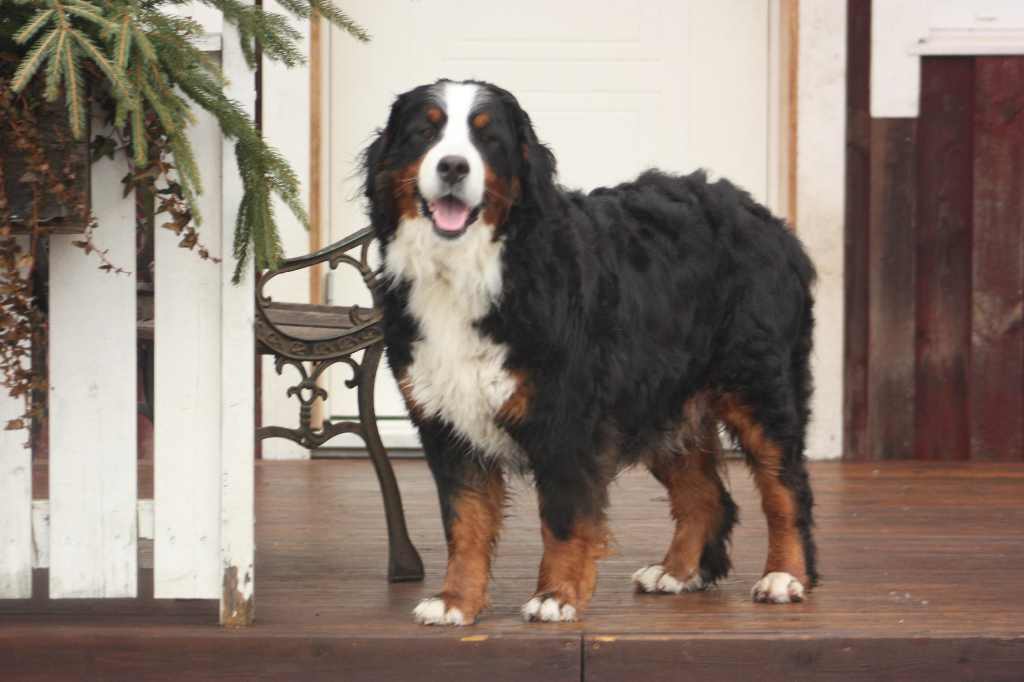 Gallery for n2-litter-bernese