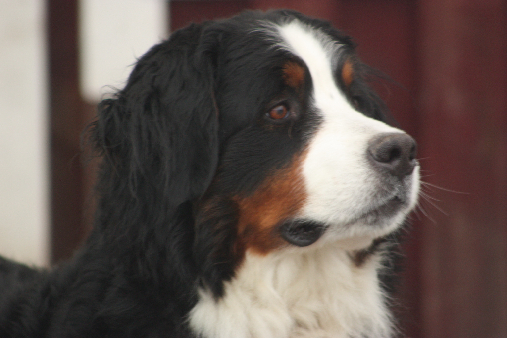 Gallery for n2-litter-bernese