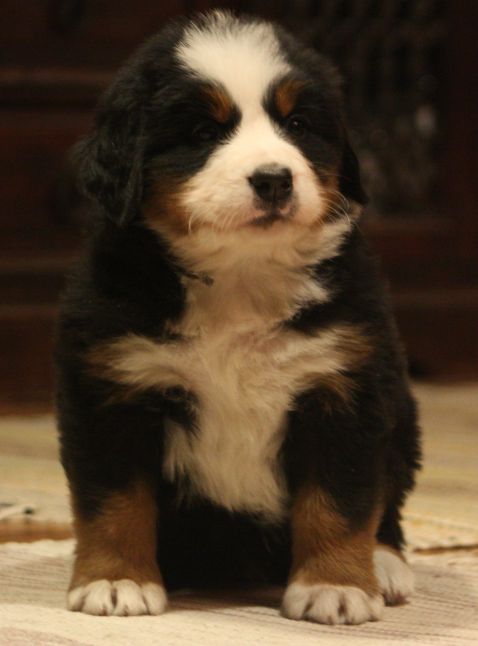 Gallery for w-litter-bernese