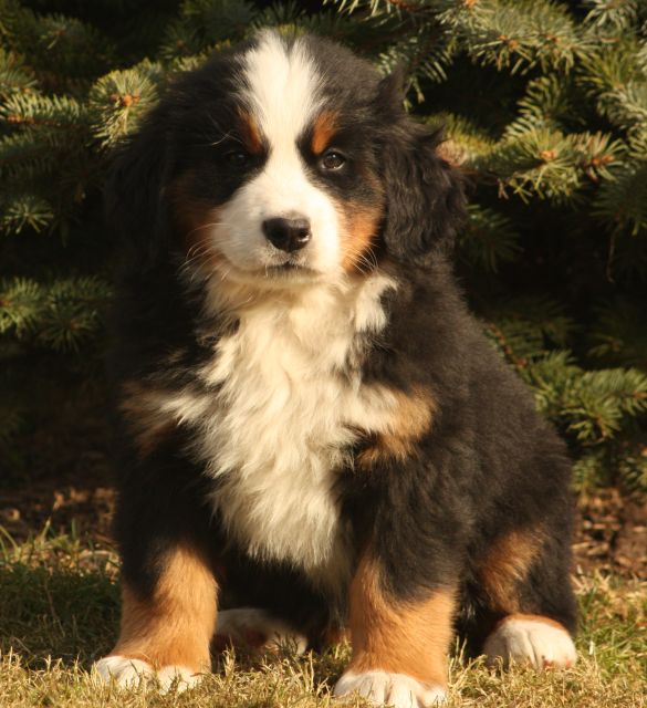 Gallery for w-litter-bernese