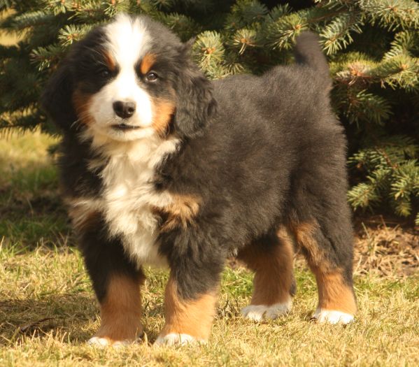 Gallery for w-litter-bernese
