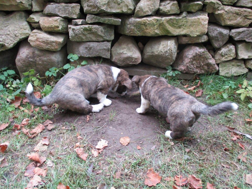 Gallery for z-litter-cardigan