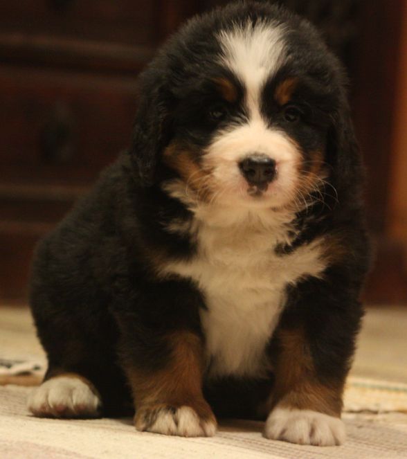 Gallery for w-litter-bernese