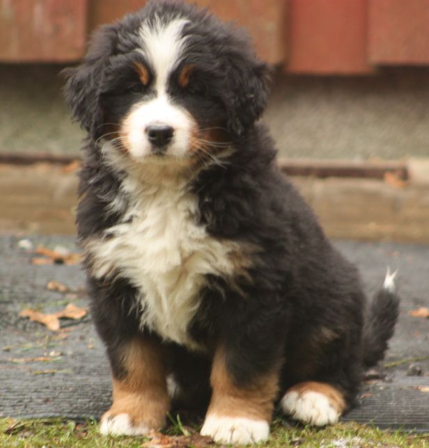 Gallery for w-litter-bernese