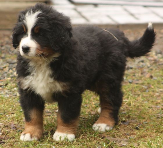 Gallery for w-litter-bernese