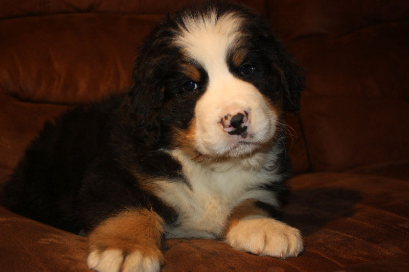 Gallery for a2-litter-bernese