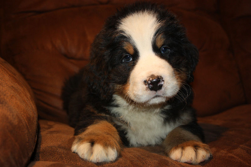 Gallery for a2-litter-bernese