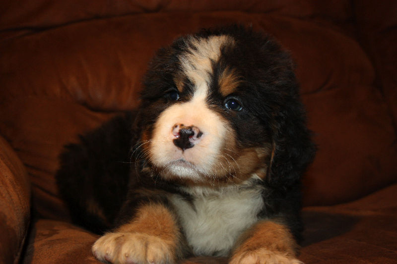 Gallery for a2-litter-bernese