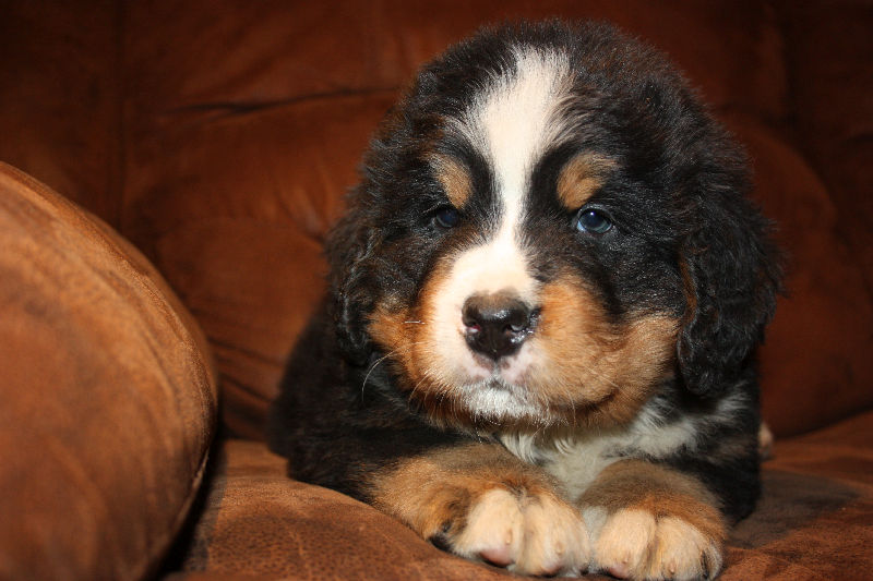 Gallery for a2-litter-bernese