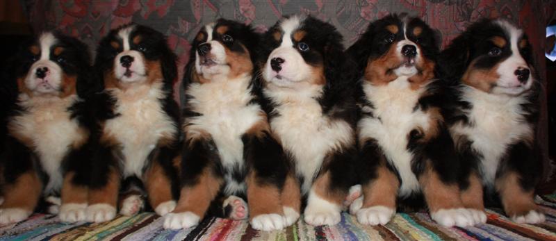 Gallery for j-litter-bernese
