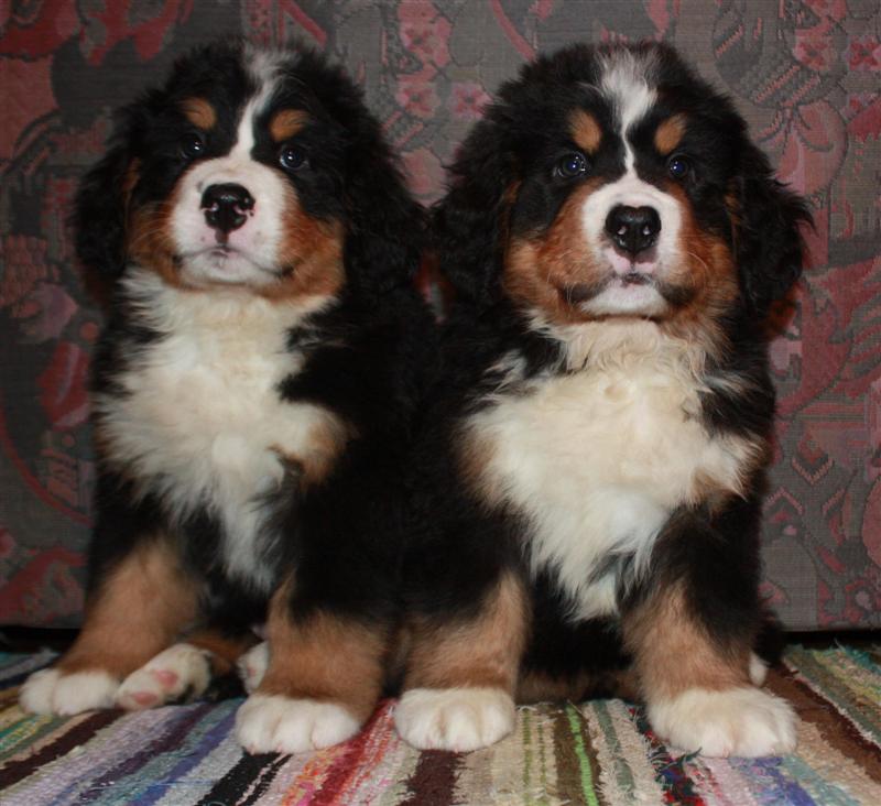 Gallery for j-litter-bernese