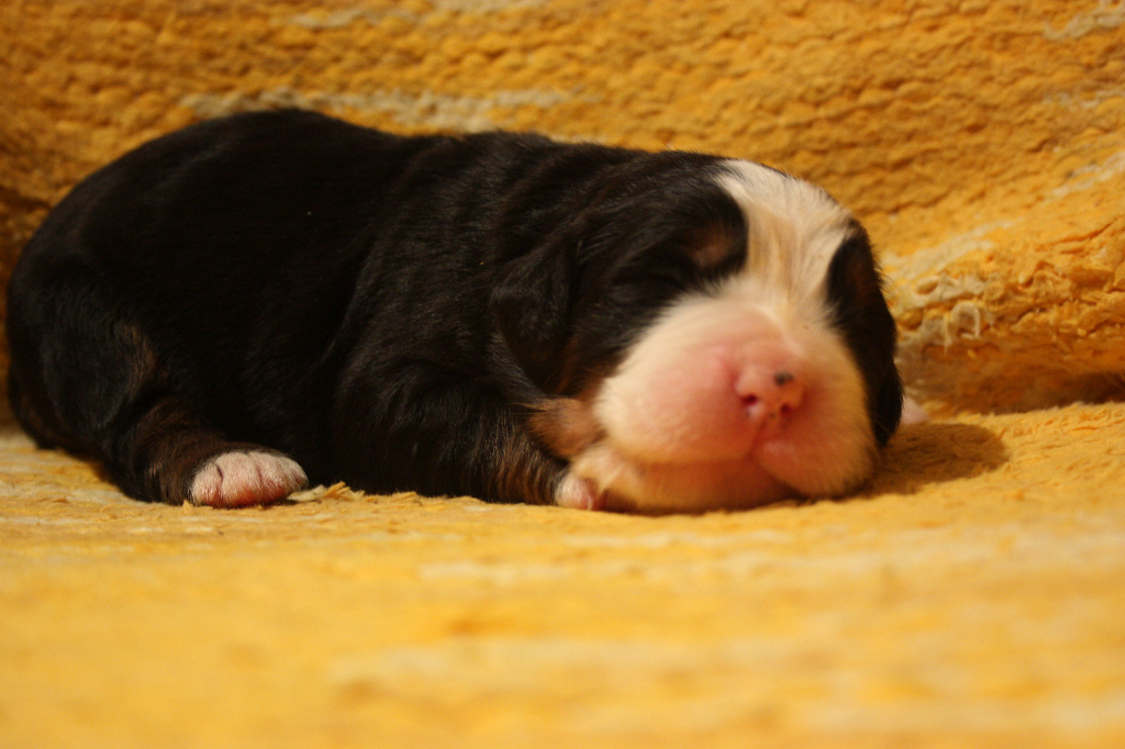 Gallery for j2-litter-bernese